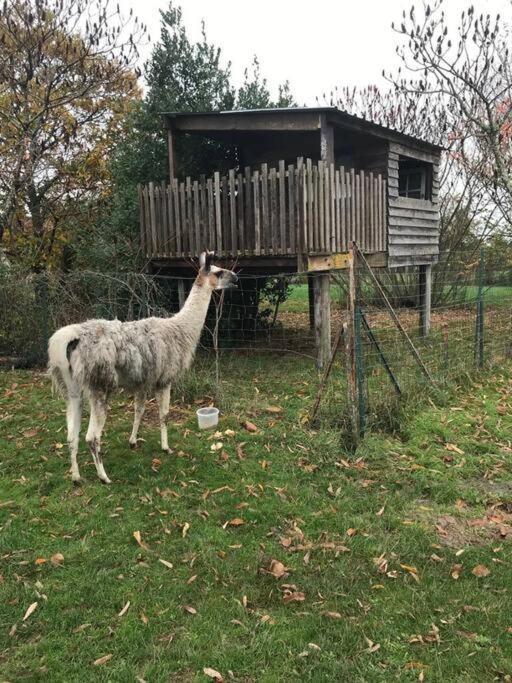 La Fermette Aux Lamas Savigny-Levescault Luaran gambar